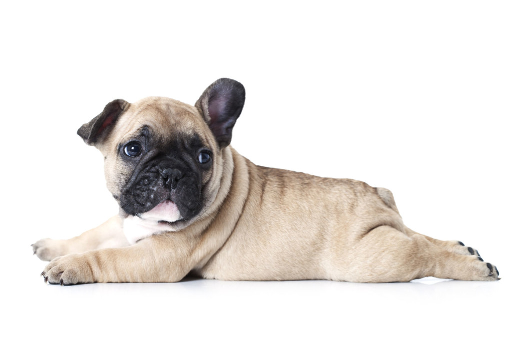 36332966 - cute little french bulldog puppy lying on white background and looks up to something